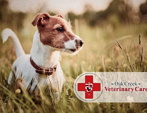 How to Check Your Dog for Ticks in Wisconsin (Step-by-Step Guide)