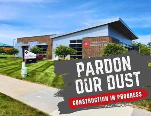 Exciting Changes Are Coming to Oak Creek Veterinary Care!