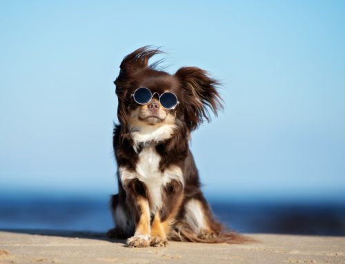 5 FAQs About Pet Heat Safety