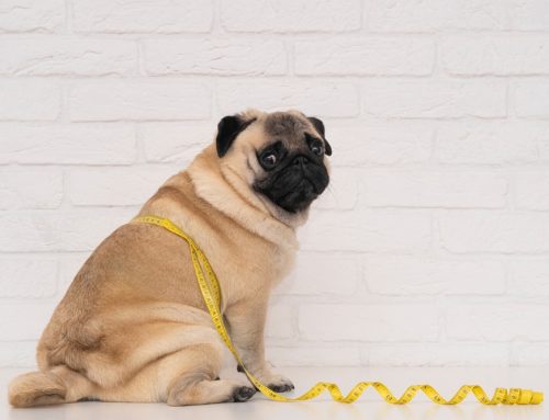 DO’s and DON’Ts for Pet Weight Management